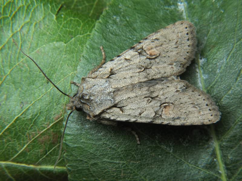 Lithophane ornitopus (Hufnagel, 1766)